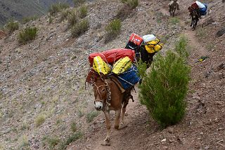08 Our Equipment Is Carried By Mules From Punta de Vacas To Pampa de Lenas On The Trek To Aconcagua Plaza Argentina Base Camp.jpg